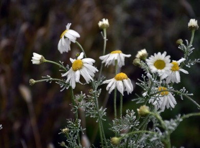 Погода 6 декабря. Сегодня синоптики обещают пасмурную погоду