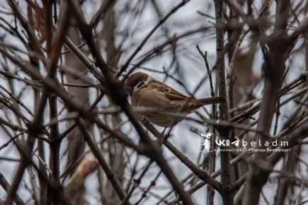Доброе утро, Белгород!. Сегодня, 6 декабря, будет облачно с прояснениями